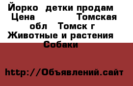 Йорко -детки продам › Цена ­ 11 111 - Томская обл., Томск г. Животные и растения » Собаки   